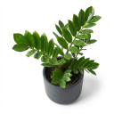 Zamioculcas zamiifolia