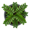 Zamioculcas zamiifolia