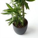 Dracaena fragrans