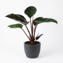 Philodendron 'Rojo Congo'