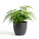 Asparagus densiflorus