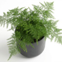 Asparagus densiflorus