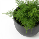 Asparagus densiflorus