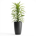 Dracaena fragrans 'Lemon Lime'