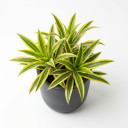 Dracaena fragrans 'Lemon Lime'