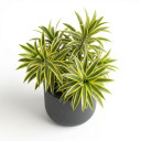 Dracaena fragrans 'Lemon Lime'