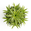 Dracaena fragrans 'Lemon Lime'