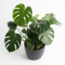 Monstera deliciosa