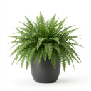 Nephrolepis exaltata