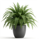 Nephrolepis exaltata