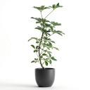 Heptapleurum arboricola