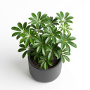 Heptapleurum arboricola