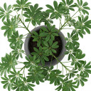 Heptapleurum arboricola