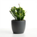 Schlumbergera truncata