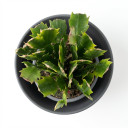 Schlumbergera truncata