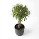 Ficus benjamina