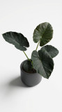 Alocasia macrorrhizos