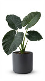 Alocasia macrorrhizos