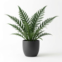 Microsorum diversifolium