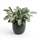 Goeppertia picturata