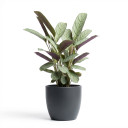 Goeppertia picturata