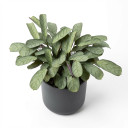 Goeppertia picturata