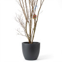 Lagerstroemia indica