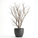 Lagerstroemia indica