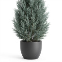 Hesperocyparis arizonica