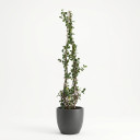 Trachelospermum jasminoides