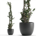 Trachelospermum jasminoides