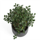 Trachelospermum jasminoides