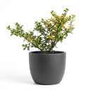 Parkinsonia aculeata