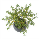 Parkinsonia aculeata