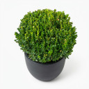 Buxus sempervirens
