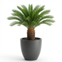 Cycas revoluta