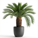 Cycas revoluta