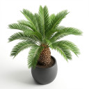 Cycas revoluta