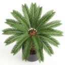 Cycas revoluta