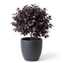 Loropetalum chinense