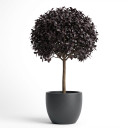 Loropetalum chinense