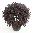 Loropetalum chinense