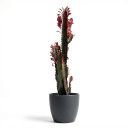 Euphorbia trigona