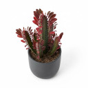 Euphorbia trigona