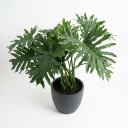 Thaumatophyllum bipinnatifidum