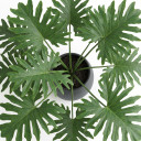 Thaumatophyllum bipinnatifidum