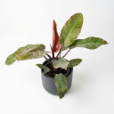 Philodendron erubescens