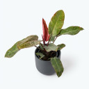 Philodendron erubescens