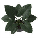 Alocasia 'Regal Shields'