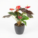 Anthurium andraeanum